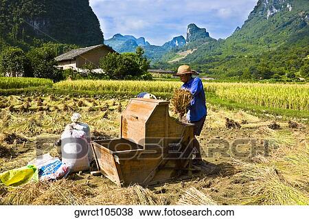 Farmer working in a rice paddy field, Xingping, Yangshuo, Guangxi Province, China View Large Photo Image Stock Photo - Farmer working in a rice paddy field, Xingping, Yangshuo, Guangxi Province, China. Fotosearch