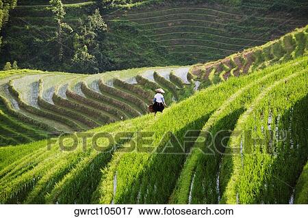 High angle view of terraced rice fields, Jinkeng Terraced Field, Guangxi Province, China View Large Photo Image Stock Photo - High angle view of terraced rice fields, Jinkeng Terraced Field, Guangxi Province, China. Fotosearch
