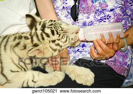 Mid section view of two women feeding milk to a White Tiger (panthera tigris) cub, Xiangjiang Safari Park, Guangzhou, Guangdong Province, China View Large Photo Image Stock Image - Mid section view of two women feeding milk to a White Tiger (panthera tigris) cub, Xiangjiang Safari Park, Guangzhou, Guangdong Province, China. Fotosearch