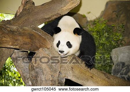Panda on a wooden log, Xiangjiang Safari Park, Guangzhou, Guangdong Province, China View Large Photo Image Stock Photography - Panda on a wooden log, Xiangjiang Safari Park, Guangzhou, Guangdong Province, China. Fotosearch