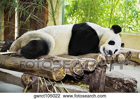 Panda sleeping on wooden logs, Xiangjiang Safari Park, Guangzhou, Guangdong Province, China View Large Photo Image Stock Image - Panda sleeping on wooden logs, Xiangjiang Safari Park, Guangzhou, Guangdong Province, China. Fotosearch