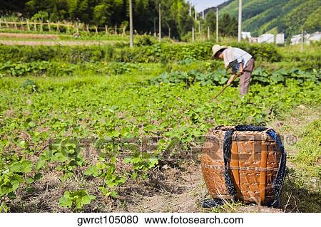 Side profile of a person working in a field, Emerald Valley, Huangshan, Anhui Province, China View Large Photo Image Stock Image - Side profile of a person working in a field, Emerald Valley, Huangshan, Anhui Province, China. Fotosearch
