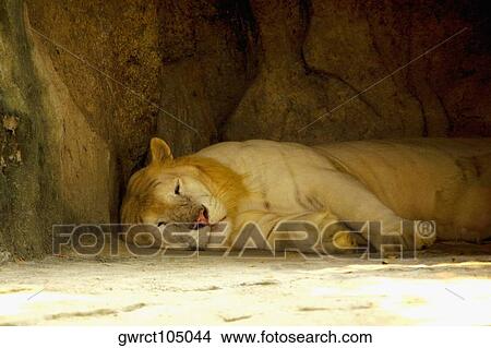 White Lion (Panthera leo krugeri) in a zoo, Xiangjiang Safari Park, Guangzhou, Guangdong Province, China View Large Photo Image Picture - White Lion (Panthera leo krugeri) in a zoo, Xiangjiang Safari Park, Guangzhou, Guangdong Province, China. Fotosearch