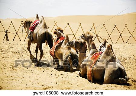 Bactrian camels (Camelus bactrianus) in a desert, Kubuqi Desert, Inner Mongolia, China View Large Photo Image Stock Photo - Bactrian camels (Camelus bactrianus) in a desert, Kubuqi Desert, Inner Mongolia, China. Fotosearch