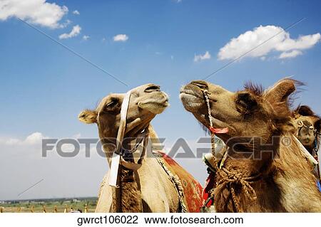 Close-up of Bactrian camels (Camelus bactrianus), Kubuqi Desert, Inner Mongolia, China View Large Photo Image Stock Image - Close-up of Bactrian camels (Camelus bactrianus), Kubuqi Desert, Inner Mongolia, China. Fotosearch