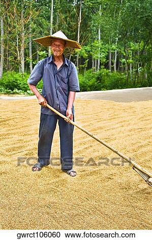 Farmer drying rice in a field, Zhigou, Shandong Province, China View Large Photo Image Stock Image - Farmer drying rice in a field, Zhigou, Shandong Province, China. Fotosearch