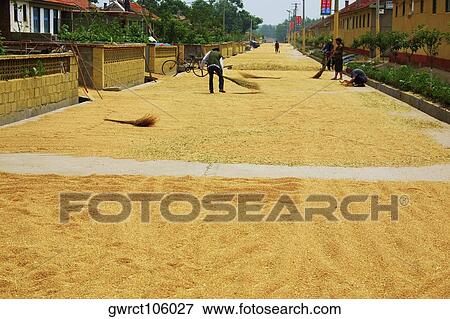 Farmer turning grain on road, Zhigou, Shandong Province, China View Large Photo Image Stock Photo - Farmer turning grain on road, Zhigou, Shandong Province, China. Fotosearch