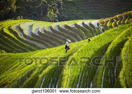 Stock Image - High angle view of terraced rice fields, Jinkeng Terraced Field, Guangxi Province, China. Fotosearch
