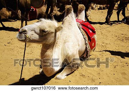 Bactrian camels (Camelus bactrianus) in a desert, Kubuqi Desert, Inner Mongolia, China View Large Photo Image Stock Photograph - Bactrian camels (Camelus bactrianus) in a desert, Kubuqi Desert, Inner Mongolia, China. Fotosearch