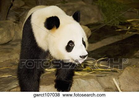 Close-up of a panda, Xiangjiang Safari Park, Guangzhou, Guangdong Province, China View Large Photo Image Stock Photo - Close-up of a panda, Xiangjiang Safari Park, Guangzhou, Guangdong Province, China. Fotosearch