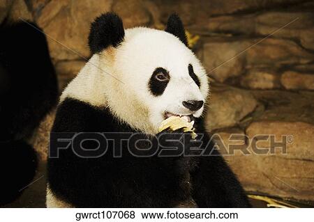 Close-up of a panda, Xiangjiang Safari Park, Guangzhou, Guangdong Province, China View Large Photo Image Stock Photo - Close-up of a panda, Xiangjiang Safari Park, Guangzhou, Guangdong Province, China. Fotosearch