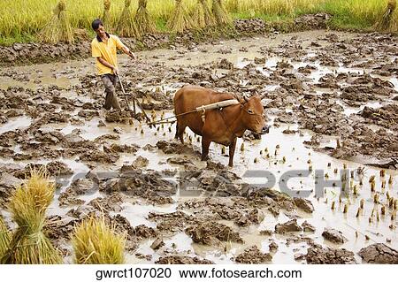 High angle view of a farmer ploughing, Yangshuo, Guangxi Province, China View Large Photo Image Stock Image - High angle view of a farmer ploughing, Yangshuo, Guangxi Province, China. Fotosearch