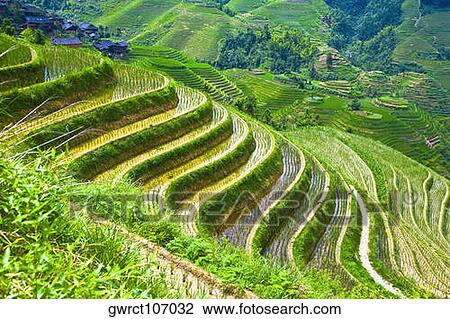 Stock Image - High angle view of terraced field, Jinkeng Terraced Field, Guangxi Province, China. Fotosearch
