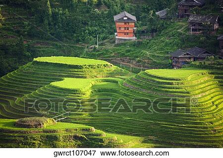 High angle view of terraced rice fields, Jinkeng Terraced Field, Guangxi Province, China View Large Photo Image Stock Photo - High angle view of terraced rice fields, Jinkeng Terraced Field, Guangxi Province, China. Fotosearch