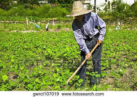 Senior man working in a field, Emerald Valley, Huangshan, Anhui Province, China View Large Photo Image Stock Photo - Senior man working in a field, Emerald Valley, Huangshan, Anhui Province, China. Fotosearch