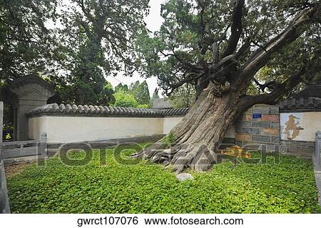 Tree in a lawn, Songyang Academy, Shaolin Monastery, Mt Song, Henan Province, China View Large Photo Image Stock Photograph - Tree in a lawn, Songyang Academy, Shaolin Monastery, Mt Song, Henan Province, China. Fotosearch