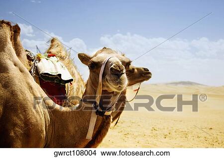 Bactrian camels (Camelus bactrianus) in a desert, Kubuqi Desert, Inner Mongolia, China View Large Photo Image Picture - Bactrian camels (Camelus bactrianus) in a desert, Kubuqi Desert, Inner Mongolia, China. Fotosearch