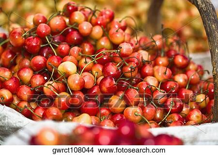 Close-up of cherries, Tai'an, Shandong Province, China View Large Photo Image Picture - Close-up of cherries, Tai'an, Shandong Province, China. Fotosearch