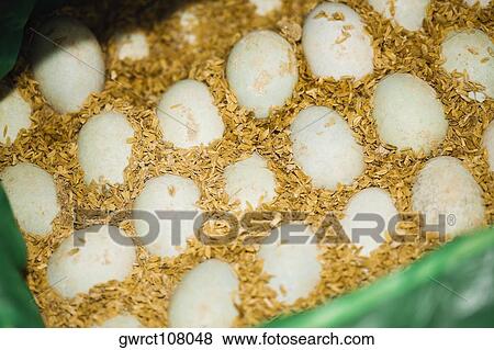 Close-up of duck eggs, Tai'an, Shandong Province, China View Large Photo Image Stock Photo - Close-up of duck eggs, Tai'an, Shandong Province, China. Fotosearch