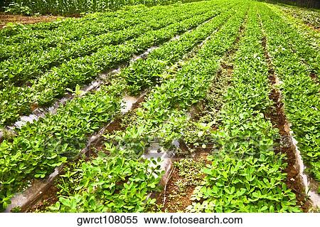 Crop in a field, Zhigou, Shandong Province, China View Large Photo Image Stock Photography - Crop in a field, Zhigou, Shandong Province, China. Fotosearch
