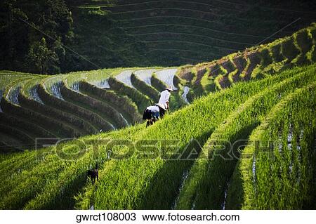 Farmers working in terraced rice fields, Jinkeng Terraced Field, Guangxi Province, China View Large Photo Image Stock Image - Farmers working in terraced rice fields, Jinkeng Terraced Field, Guangxi Province, China. Fotosearch