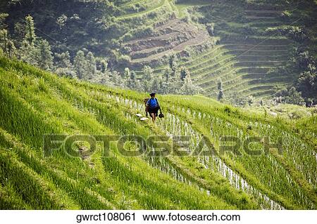 High angle view of a woman in a terraced rice field, Jinkeng Terraced Field, Guangxi Province, China View Large Photo Image Stock Image - High angle view of a woman in a terraced rice field, Jinkeng Terraced Field, Guangxi Province, China. Fotosearch
