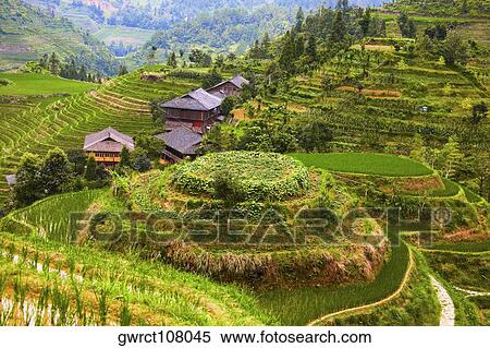High angle view of terraced rice fields, Jinkeng Terraced Field, Guangxi Province, China View Large Photo Image Stock Photography - High angle view of terraced rice fields, Jinkeng Terraced Field, Guangxi Province, China. Fotosearch