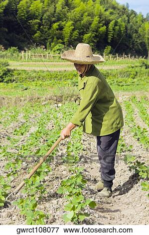 Mature woman working in a field, Emerald Valley, Huangshan, Anhui Province, China View Large Photo Image Stock Photo - Mature woman working in a field, Emerald Valley, Huangshan, Anhui Province, China. Fotosearch