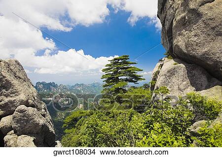 Picture - Trees in a mountain range, Huangshan, Anhui province, China. Fotosearch