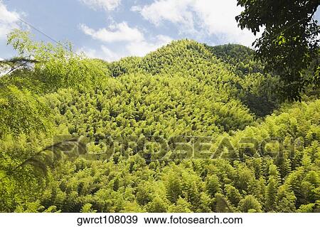 Trees on a landscape, Emerald Valley, Huangshan, Anhui Province, China View Large Photo Image Stock Photo - Trees on a landscape, Emerald Valley, Huangshan, Anhui Province, China. Fotosearch