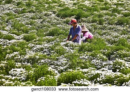 Two farm workers working in flower field, Xidi, Anhui Province, China View Large Photo Image Stock Image - Two farm workers working in flower field, Xidi, Anhui Province, China. Fotosearch
