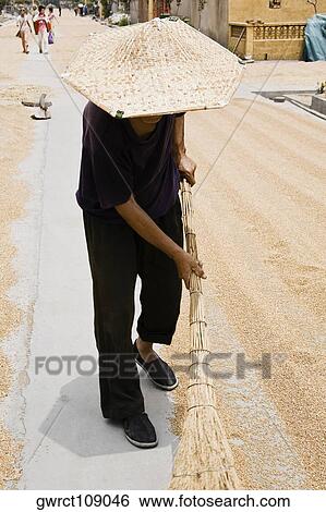 Farmer drying rice in a field, Zhigou, Shandong Province, China View Large Photo Image Stock Photograph - Farmer drying rice in a field, Zhigou, Shandong Province, China. Fotosearch