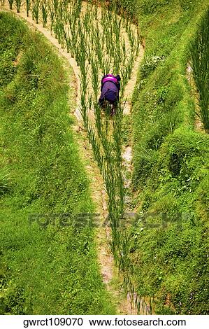 High angle view of a person working in a rice field, Jinkeng Terraced Field, Guangxi Province, China View Large Photo Image Stock Image - High angle view of a person working in a rice field, Jinkeng Terraced Field, Guangxi Province, China. Fotosearch