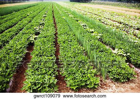 Potato crop in a field, Zhigou, Shandong Province, China View Large Photo Image Stock Photo - Potato crop in a field, Zhigou, Shandong Province, China. Fotosearch