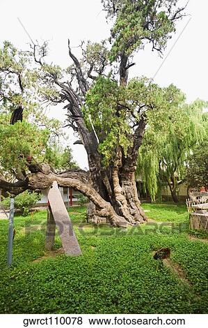Trees in a lawn, Songyang Academy, Shaolin Monastery, Mt Song, Henan Province, China View Large Photo Image Stock Photo - Trees in a lawn, Songyang Academy, Shaolin Monastery, Mt Song, Henan Province, China. Fotosearch
