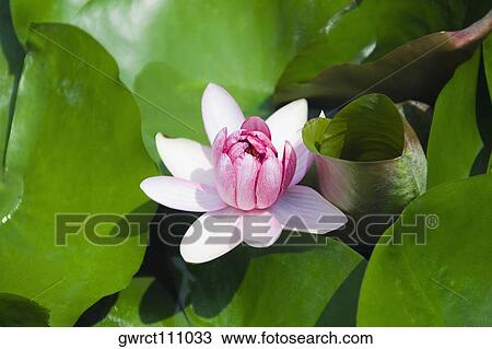 Close-up of a water lily, Xidi, Anhui Province, China View Large Photo Image Stock Image - Close-up of a water lily, Xidi, Anhui Province, China. Fotosearch