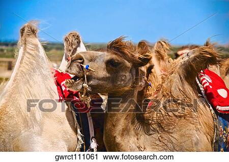 Close-up of Bactrian camels (Camelus bactrianus), Kubuqi Desert, Inner Mongolia, China View Large Photo Image Stock Image - Close-up of Bactrian camels (Camelus bactrianus), Kubuqi Desert, Inner Mongolia, China. Fotosearch