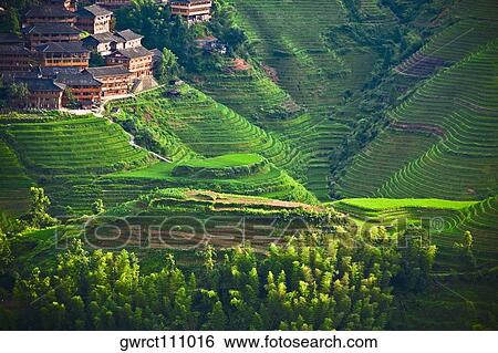 High angle view of terraced rice fields, Jinkeng Terraced Field, Guangxi Province, China View Large Photo Image Stock Photograph - High angle view of terraced rice fields, Jinkeng Terraced Field, Guangxi Province, China. Fotosearch