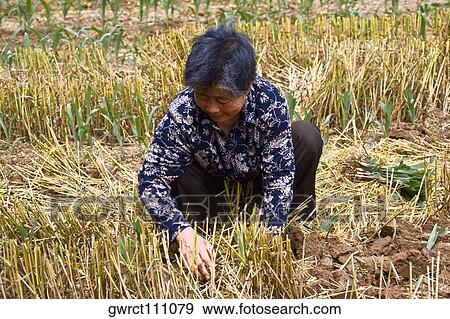 Mature woman working in a field, Zhigou, Shandong Province, China View Large Photo Image Stock Photo - Mature woman working in a field, Zhigou, Shandong Province, China. Fotosearch