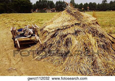 Cart near a haystack in a field, Zhigou, Shandong Province, China View Large Photo Image Stock Image - Cart near a haystack in a field, Zhigou, Shandong Province, China. Fotosearch