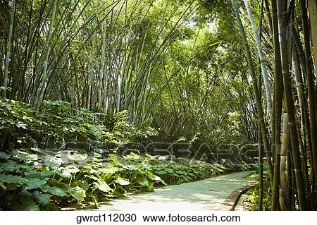 Footpath passing through a park, Xiangjiang Safari Park, Guangzhou, Guangdong Province, China View Large Photo Image Stock Image - Footpath passing through a park, Xiangjiang Safari Park, Guangzhou, Guangdong Province, China. Fotosearch