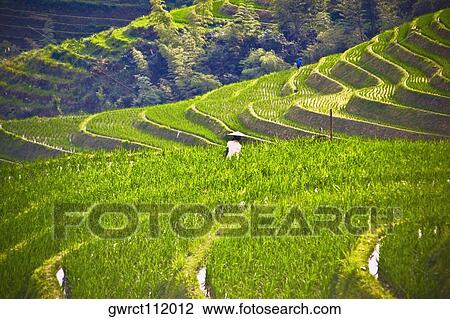 High angle view of terraced fields, Jinkeng Terraced Field, Guangxi Province, China View Large Photo Image Stock Image - High angle view of terraced fields, Jinkeng Terraced Field, Guangxi Province, China. Fotosearch