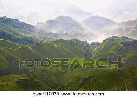 High angle view of terraced fields, Jinkeng Terraced Field, Guangxi Province, China View Large Photo Image Stock Photo - High angle view of terraced fields, Jinkeng Terraced Field, Guangxi Province, China. Fotosearch
