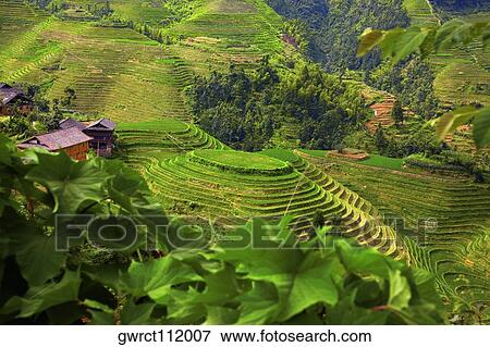 High angle view of terraced rice fields, Jinkeng Terraced Field, Guangxi Province, China View Large Photo Image Stock Photo - High angle view of terraced rice fields, Jinkeng Terraced Field, Guangxi Province, China. Fotosearch
