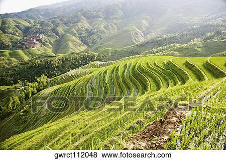 High angle view of terraced rice fields, Jinkeng Terraced Field, Guangxi Province, China View Large Photo Image Stock Photo - High angle view of terraced rice fields, Jinkeng Terraced Field, Guangxi Province, China. Fotosearch