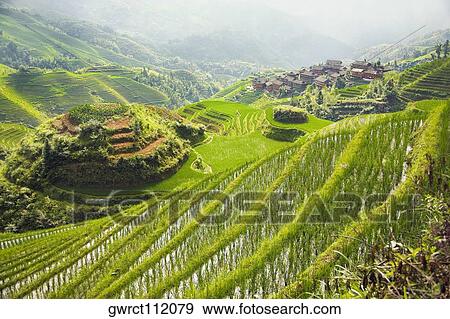 High angle view of terraced rice fields, Jinkeng Terraced Field, Guangxi Province, China View Large Photo Image Stock Photo - High angle view of terraced rice fields, Jinkeng Terraced Field, Guangxi Province, China. Fotosearch