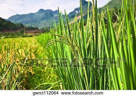 Rice crop in a field, XingPing, Yangshuo, Guangxi Province, China View Large Photo Image Picture - Rice crop in a field, XingPing, Yangshuo, Guangxi Province, China. Fotosearch