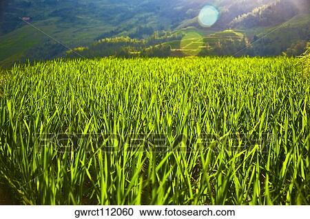 Rice paddy in a field, Jinkeng Terraced Field, Guangxi Province, China View Large Photo Image Stock Image - Rice paddy in a field, Jinkeng Terraced Field, Guangxi Province, China. Fotosearch