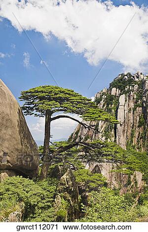 Stock Image - Tree on a mountain, Huangshan, Anhui province, China. Fotosearch