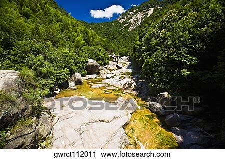 Trees in a forest, Emerald Valley, Huangshan, Anhui Province, China View Large Photo Image Stock Image - Trees in a forest, Emerald Valley, Huangshan, Anhui Province, China. Fotosearch